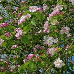 Apple tree Bramley (Malus domestica) 2